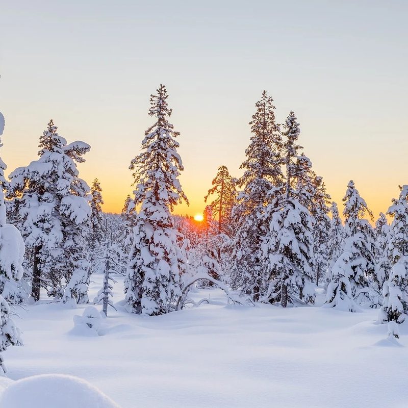 sunset behind trees and ground that are blanketed by snow.