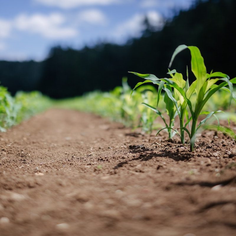 corn plant being grown.