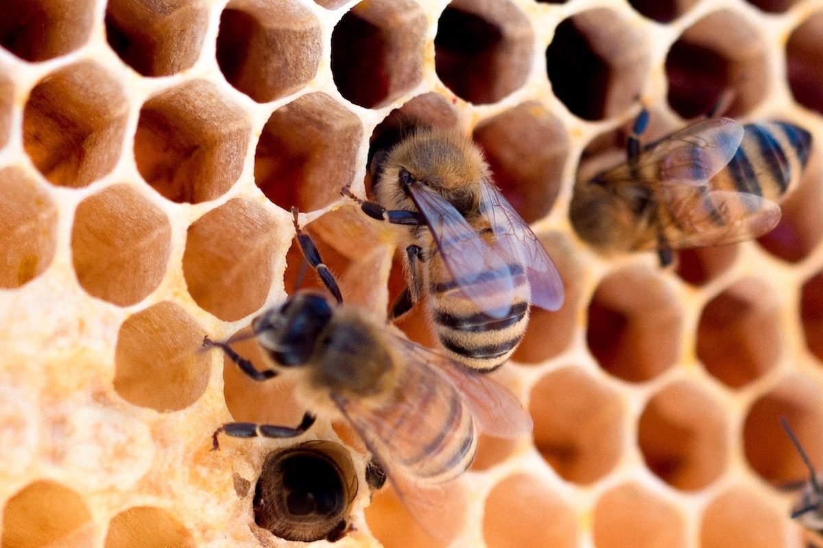 bees in honey comb.