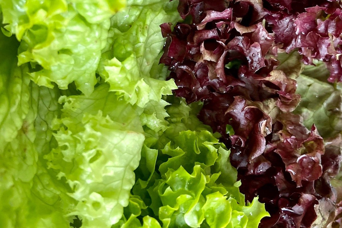 Various types of lettuce