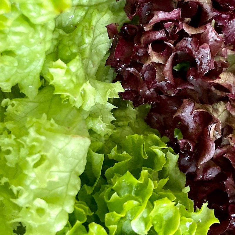 Various types of lettuce