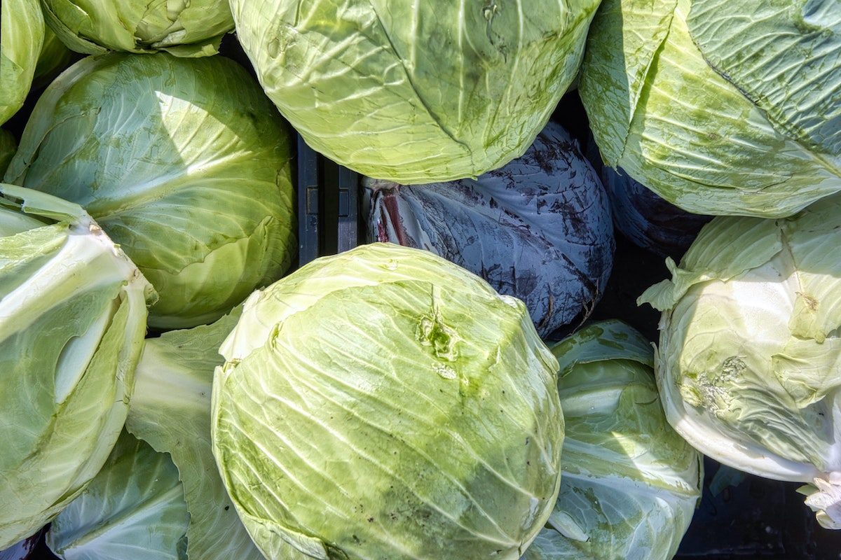 Heads of cabbage