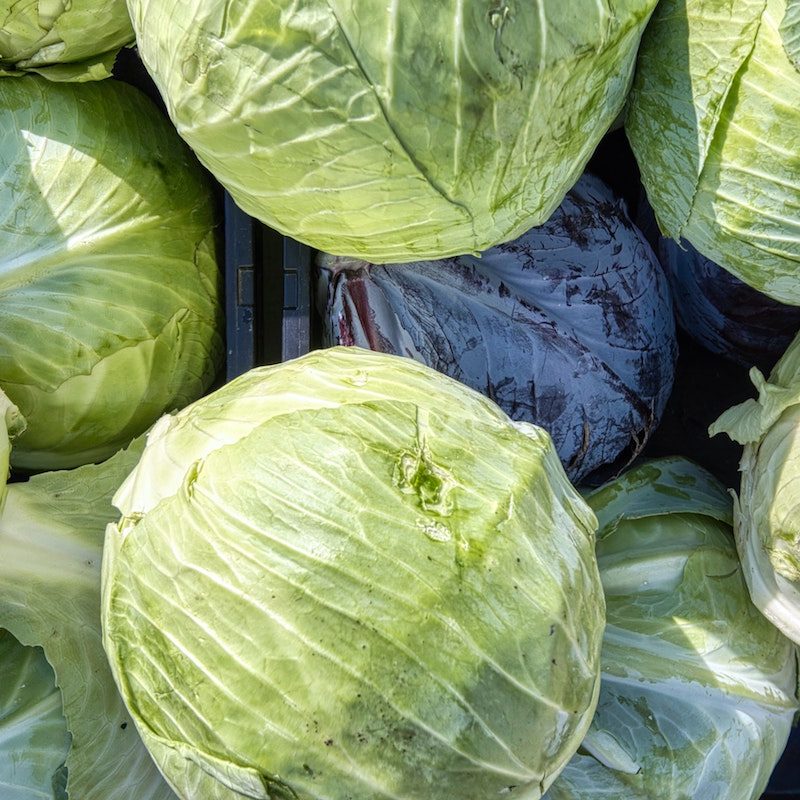 Heads of cabbage