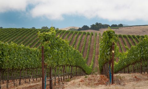 Gary Farrell Winery vineyard.