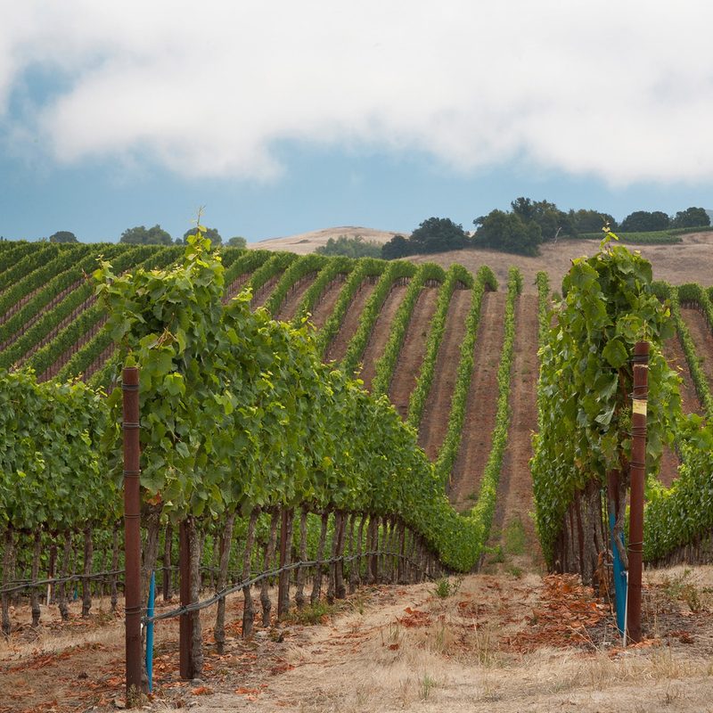 Gary Farrell Winery vineyard.