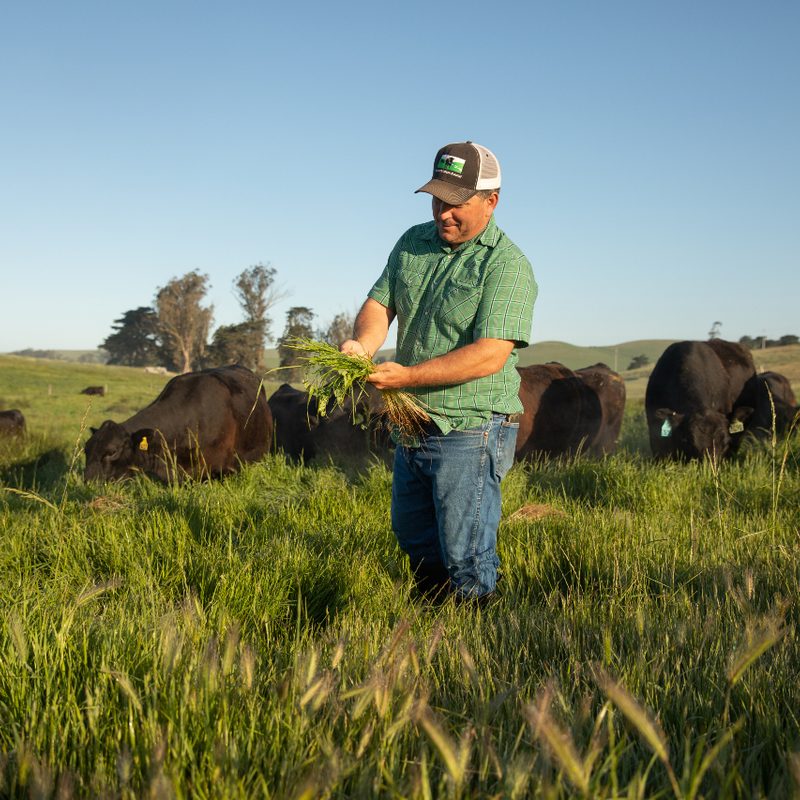 Loren Ponica with his cattle at Stemple Creek Ranch.