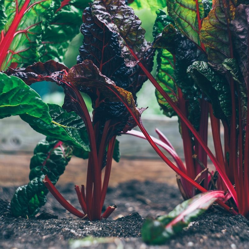 Swiss chard being grown.