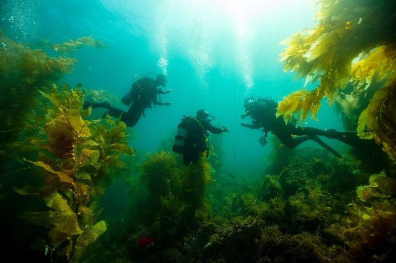 Three divers swimming around kelp.