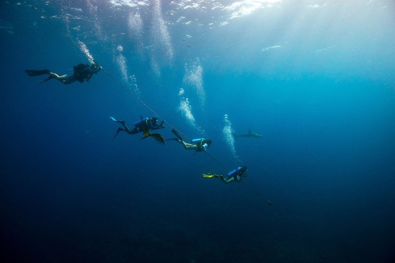 Four men in dive gear swimming in the ocean.
