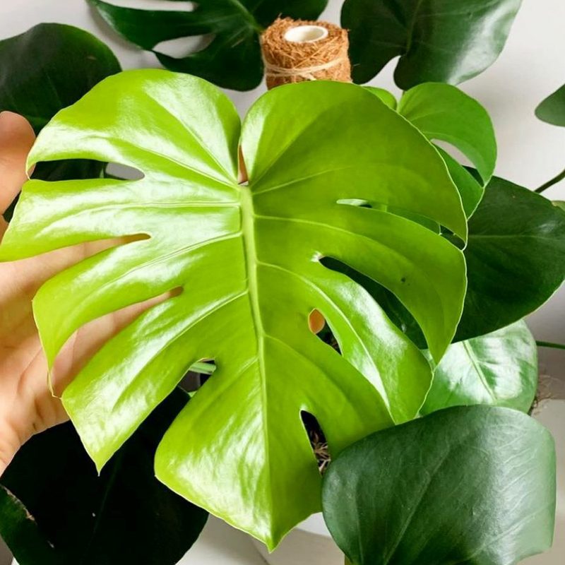 A hand touching a leaf of a plant in a room.