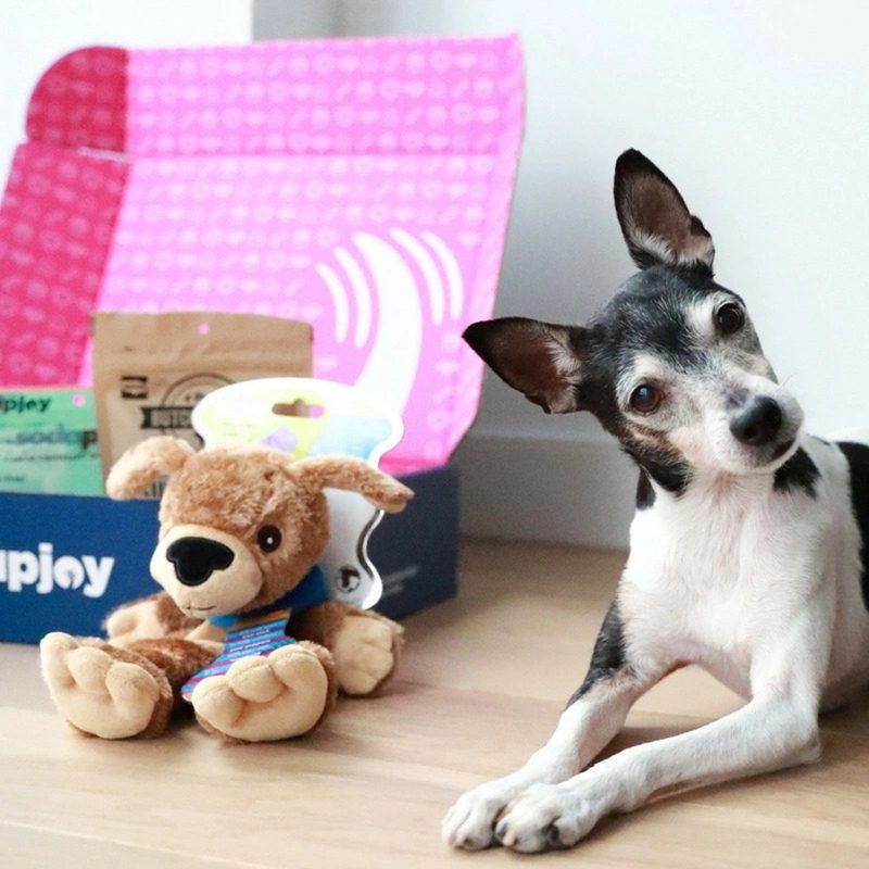 A dog beside a dog plush toy and an opened Pupjoy box in a room.