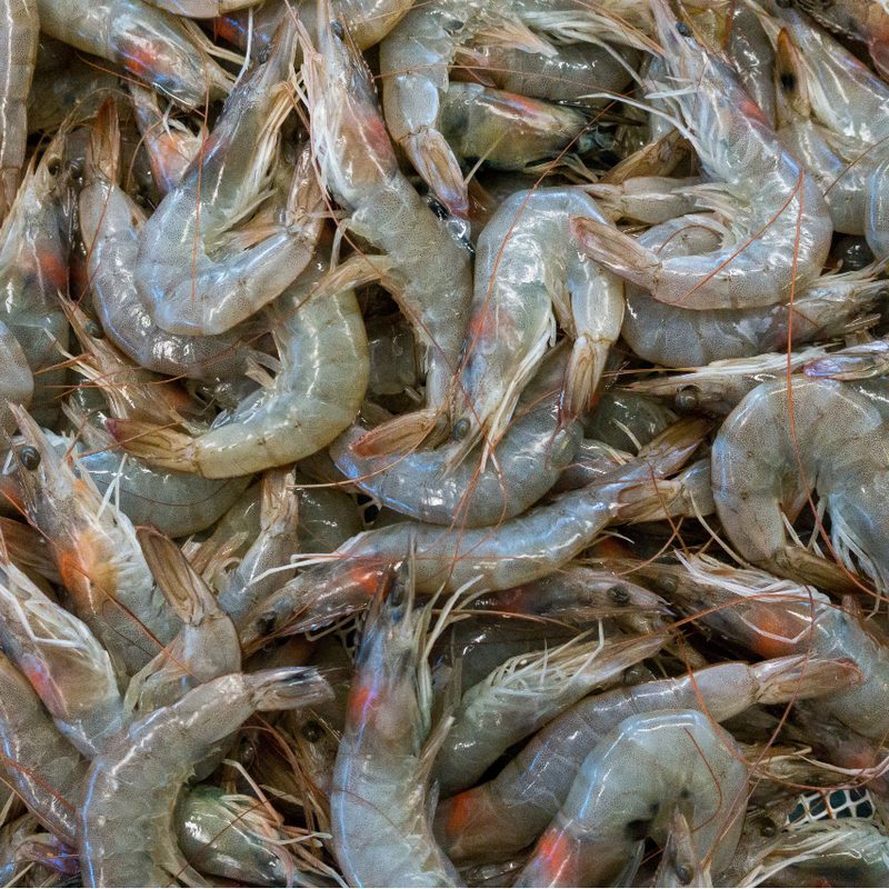 pile of raw head-on shrimp.