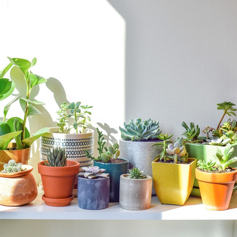 Potted plants on a table on a sunny day.