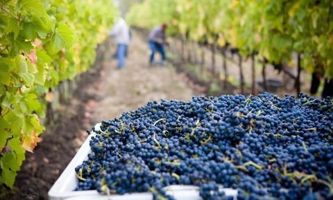 Picked red wine grapes in vineyard