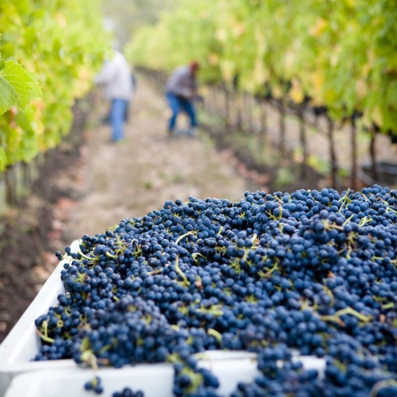 Picked red wine grapes in vineyard