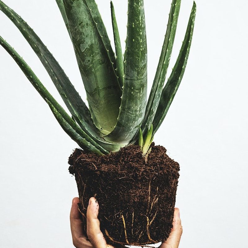 Aloe plant without pot.