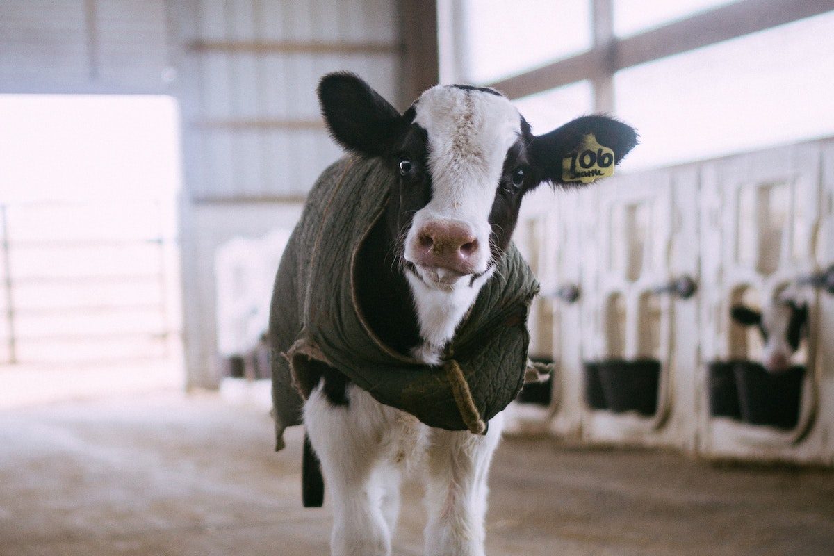 Calf raised for dairy