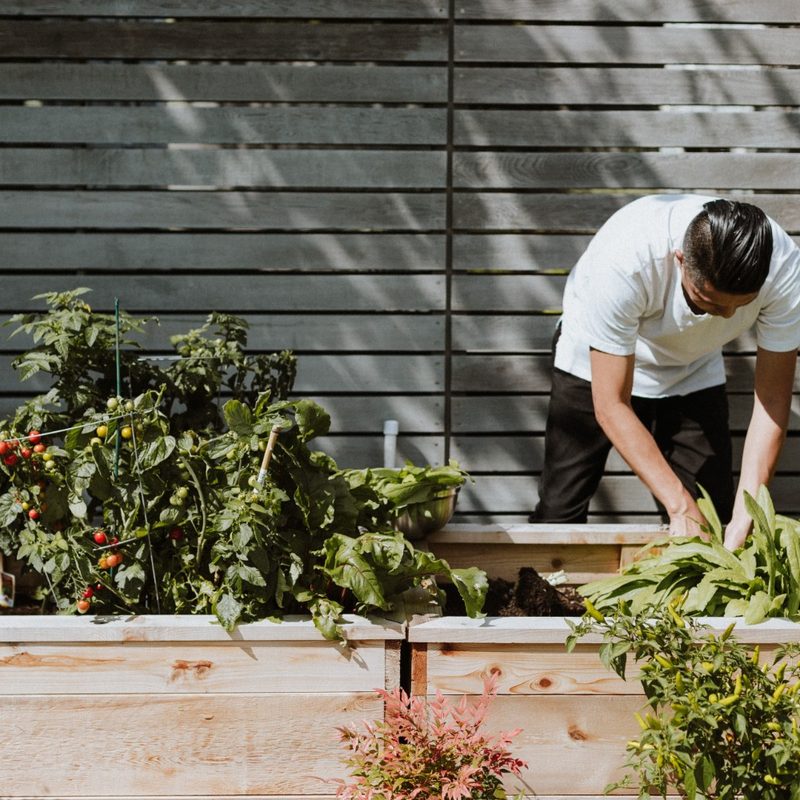 man working in his garden of vegetables.