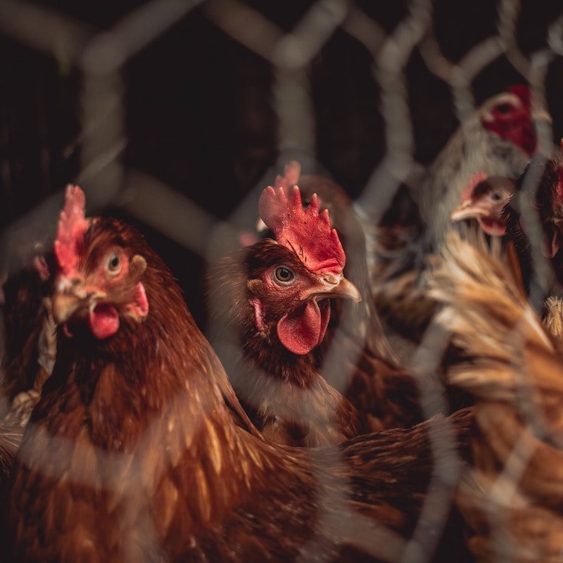 Chickens inside a cage.
