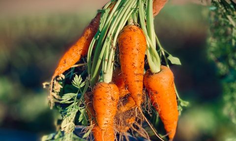 Fresh baby carrots with dirt.
