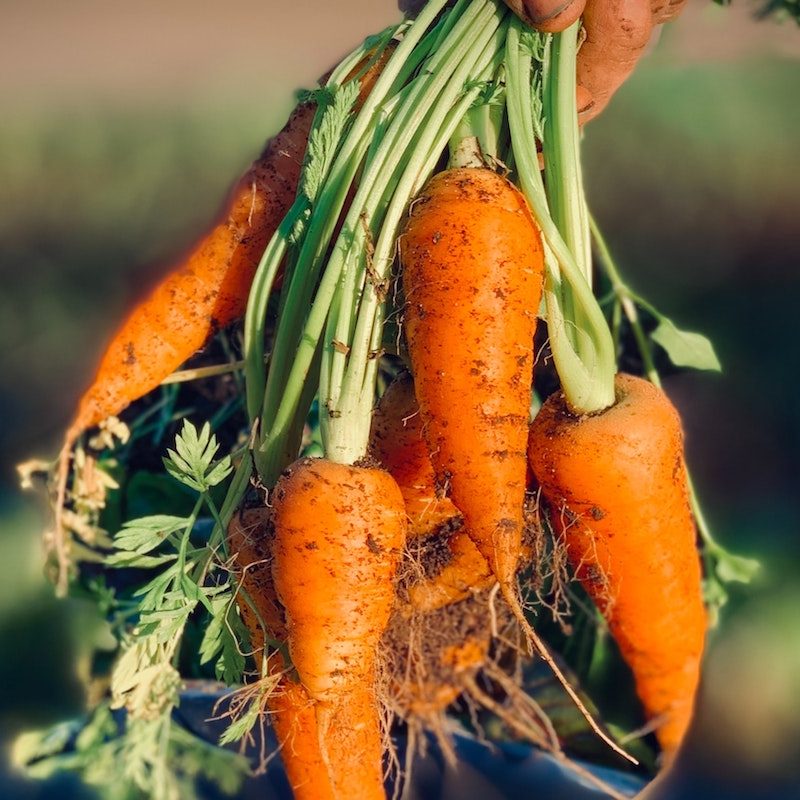Fresh dirt covered carrots just pulled from the garden.