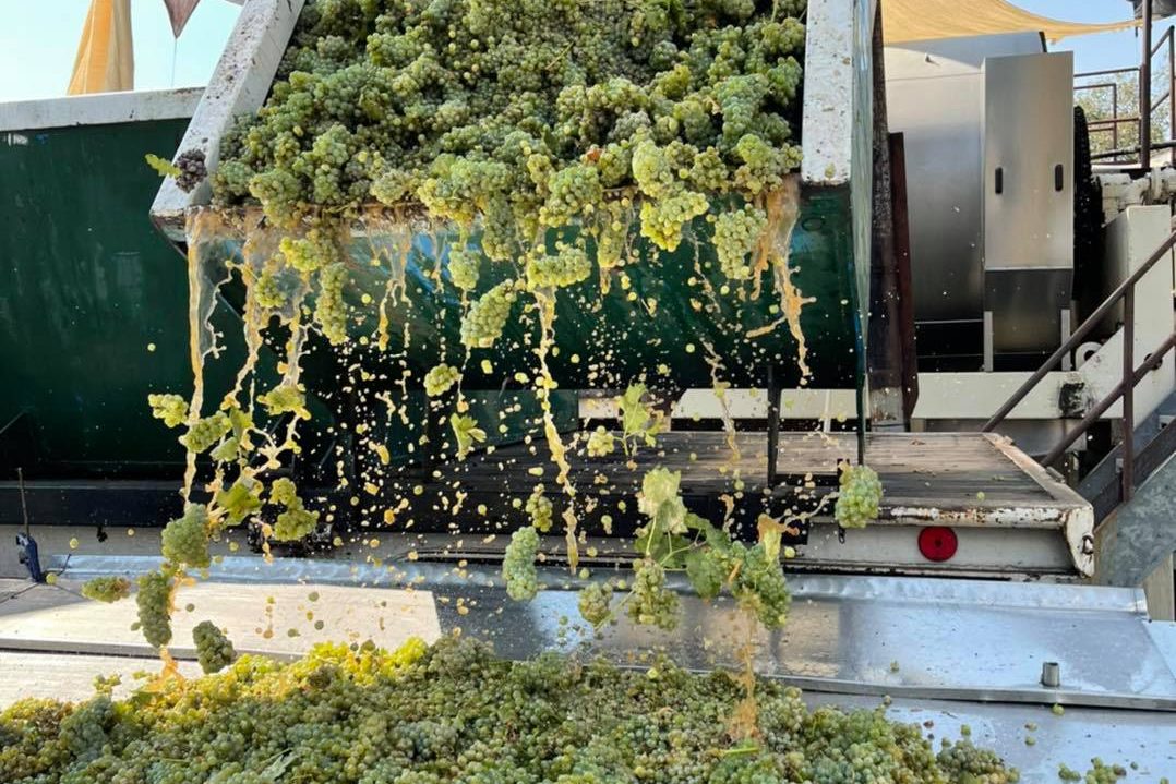Frey Vineyards harvest.
