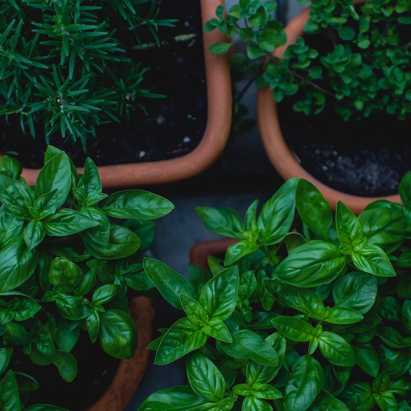 Potted herbs.