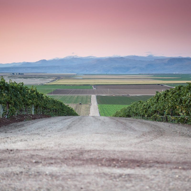 Idaho Wine Commission Sawtooth Vineyard image.