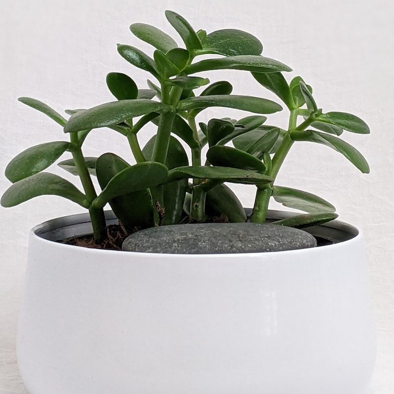 Jade plant.