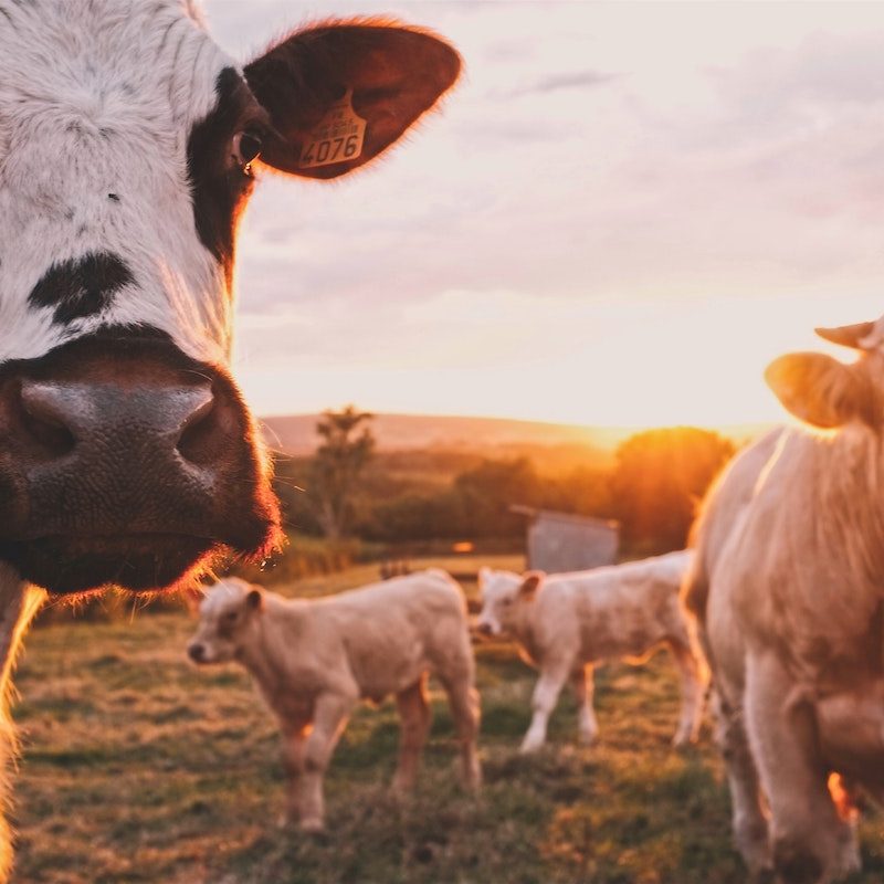 A herd of cattle standing on grass.