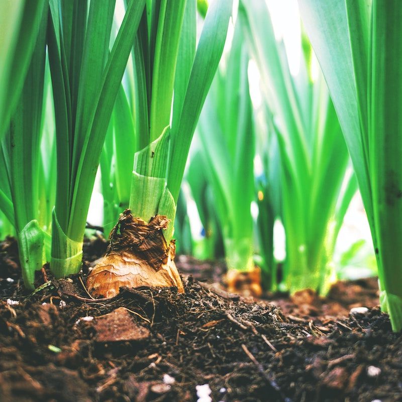 Green onions growing in the ground.