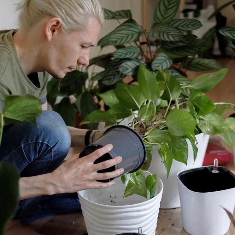 Man doing indoor gardening.