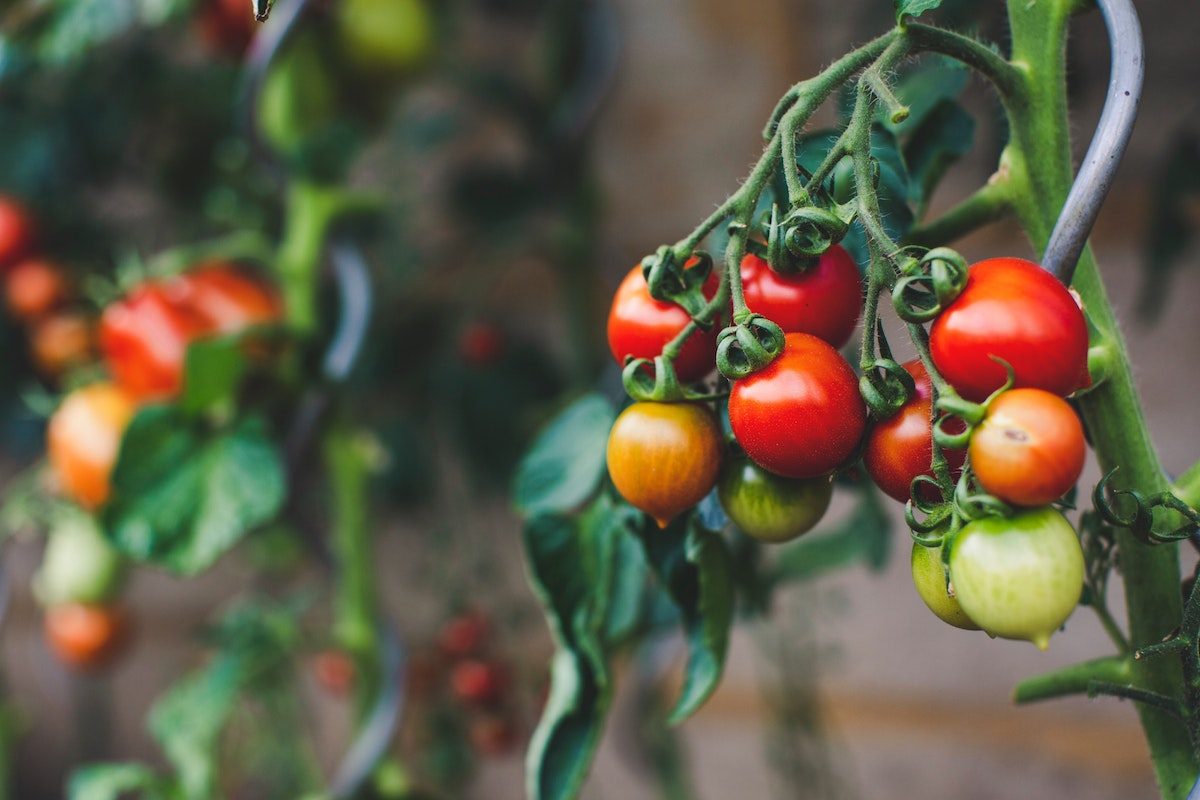 Tomatoes growing on the vine.