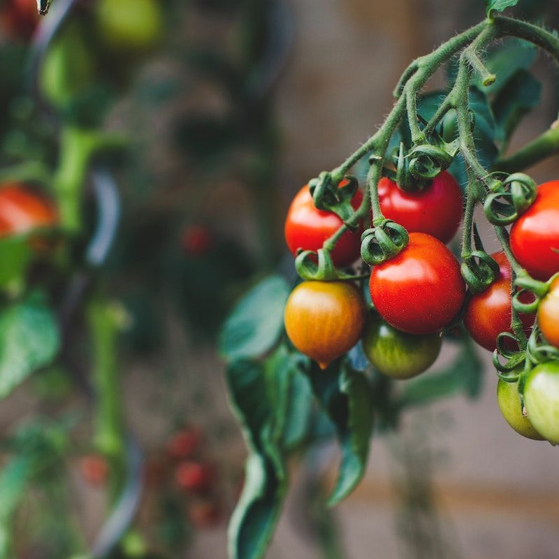 Tomatoes growing on the vine.