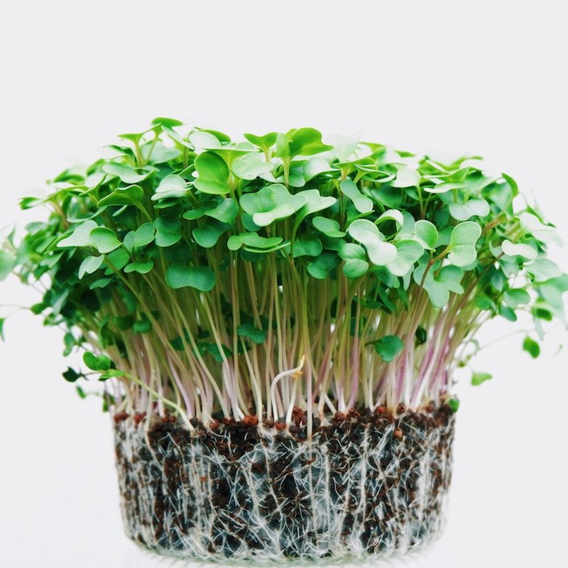 Bunch of fresh microgreens growing.