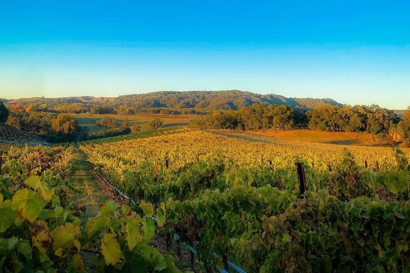 Paso Robles wine country.