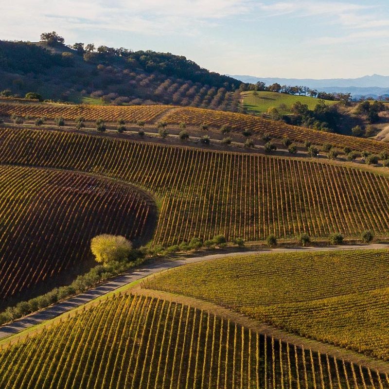 Patrimony Estate vineyards.