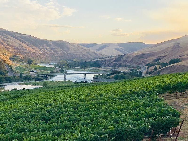 Rivaura Wines vineyard.