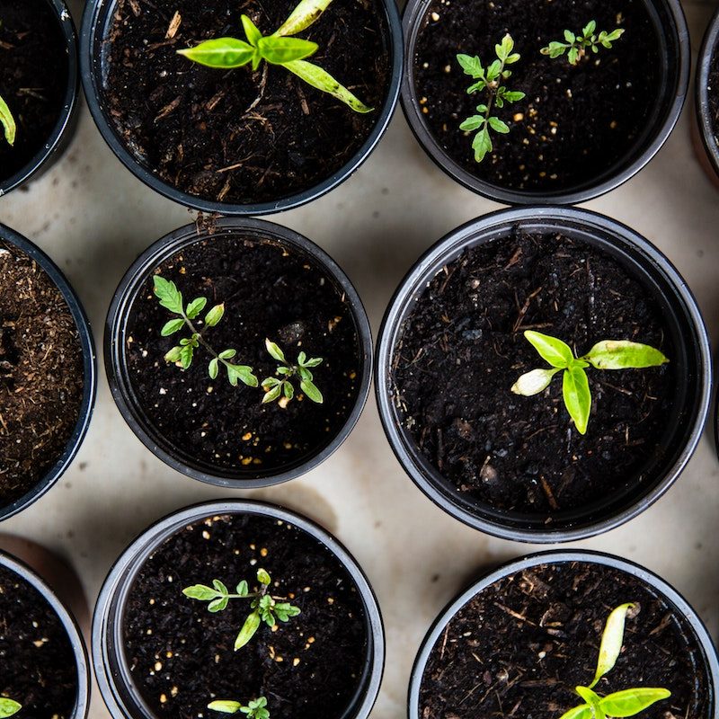 Indoor gardening seedlings in pots.