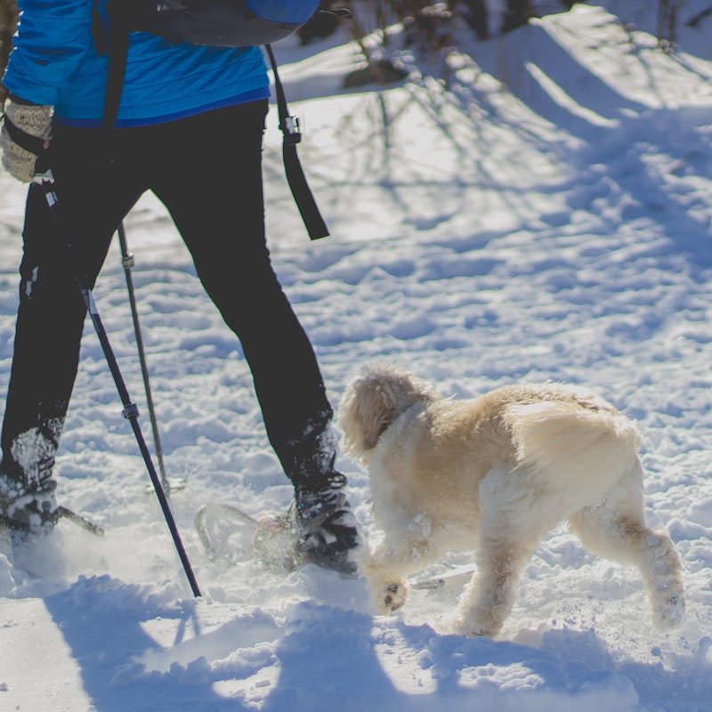 A mansnowashoeing with a dog.