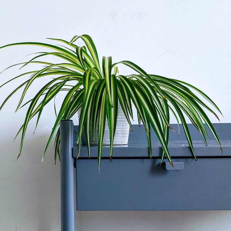 Spider plant on a desk.