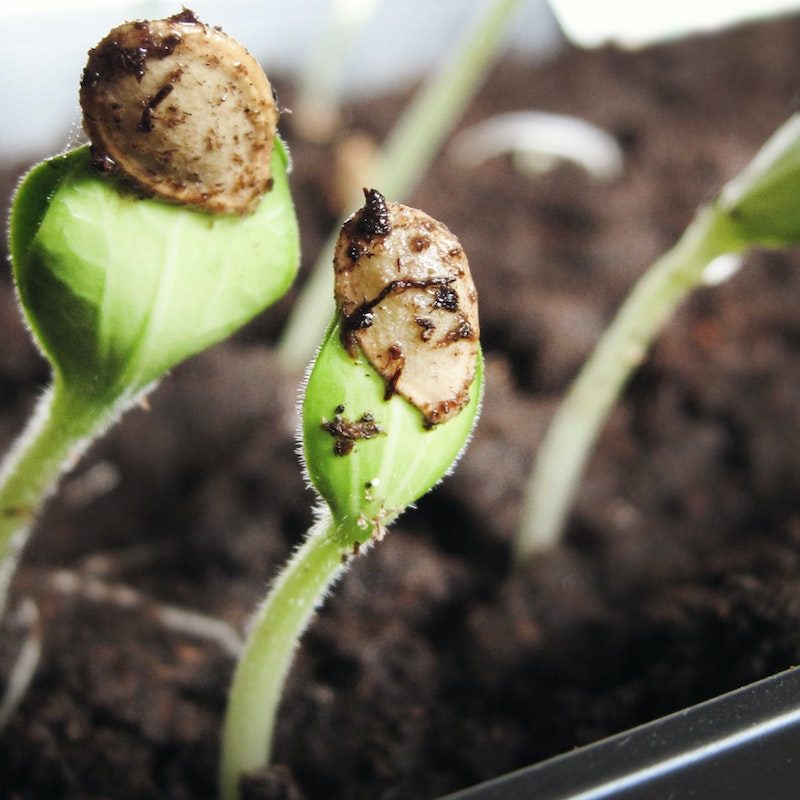Plants germinating.