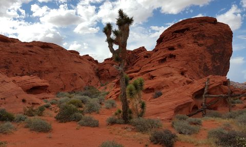 A Joshua tree and a sandstone rock formation at Gold Butte National Monument