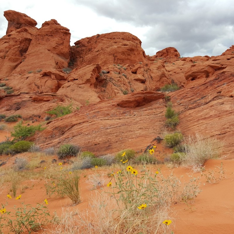 A sandstone rock formation and wildflowers at Gold Butte National Monument, between Las Vegas and St. George.