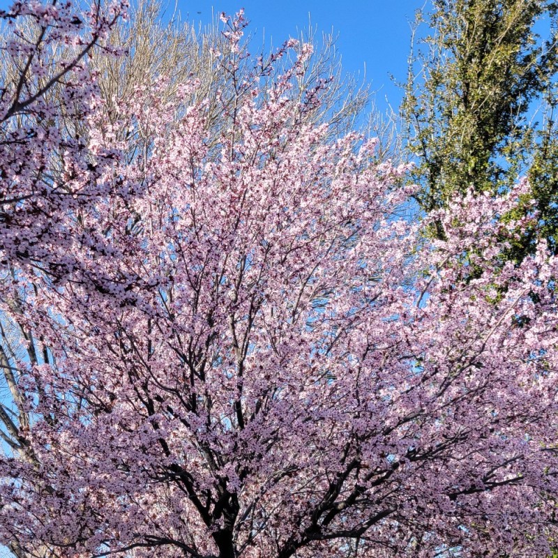 Cherry blossoms in bloom in Las Vegas, Nevada.