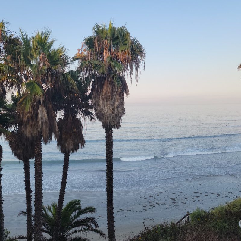 A group of palm trees at Swami's Beach in Encinitas, California.