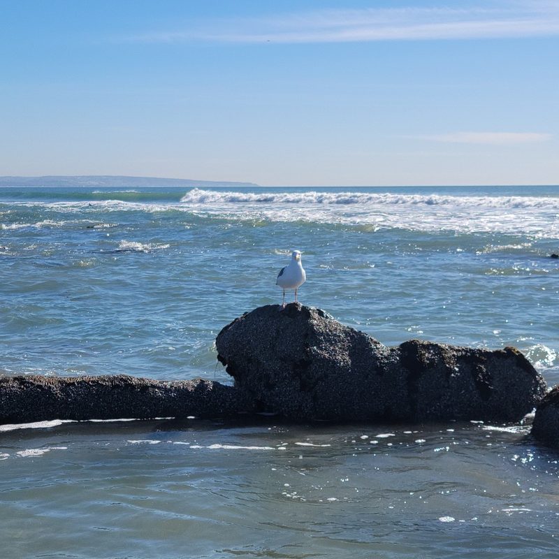 A group of sea gulls land at the tide pools in Coronado, California.