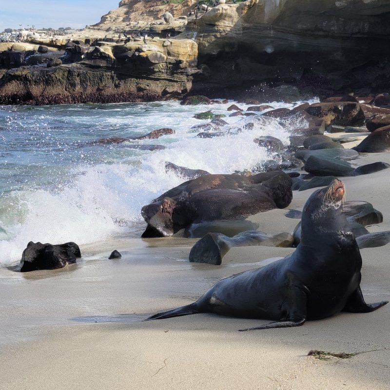 A seal reaches shore at La Jolla Cove in San Diego, California.