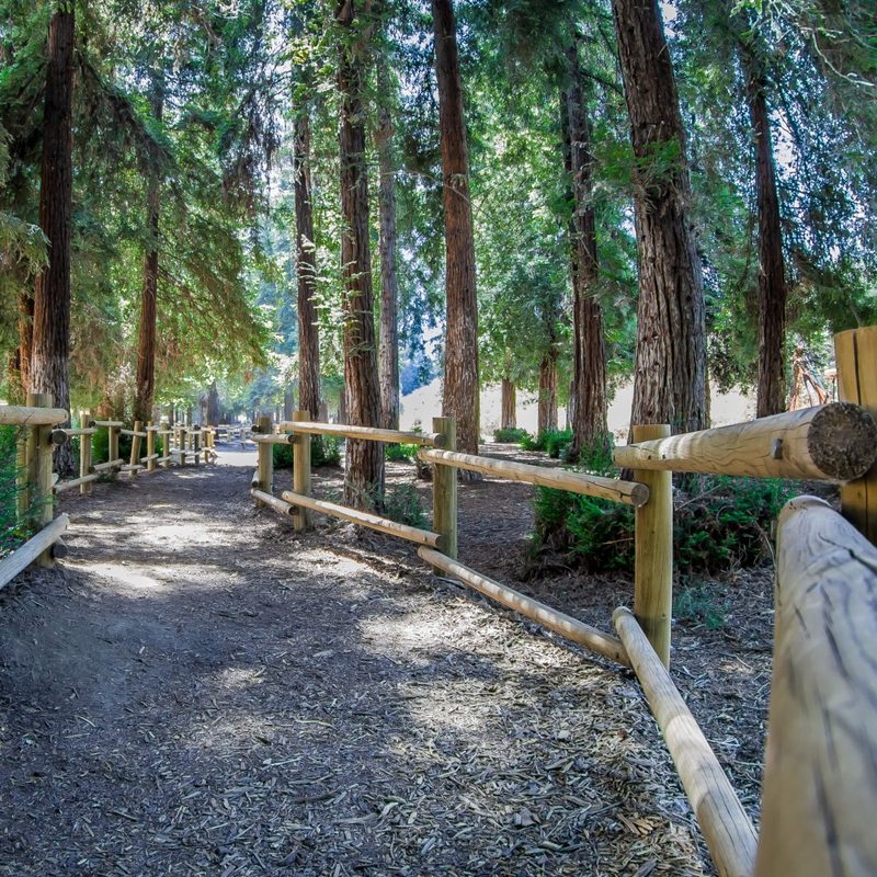 The coastal redwood trees at Carbon Canyon Regional Park in Yorba Linda, California.