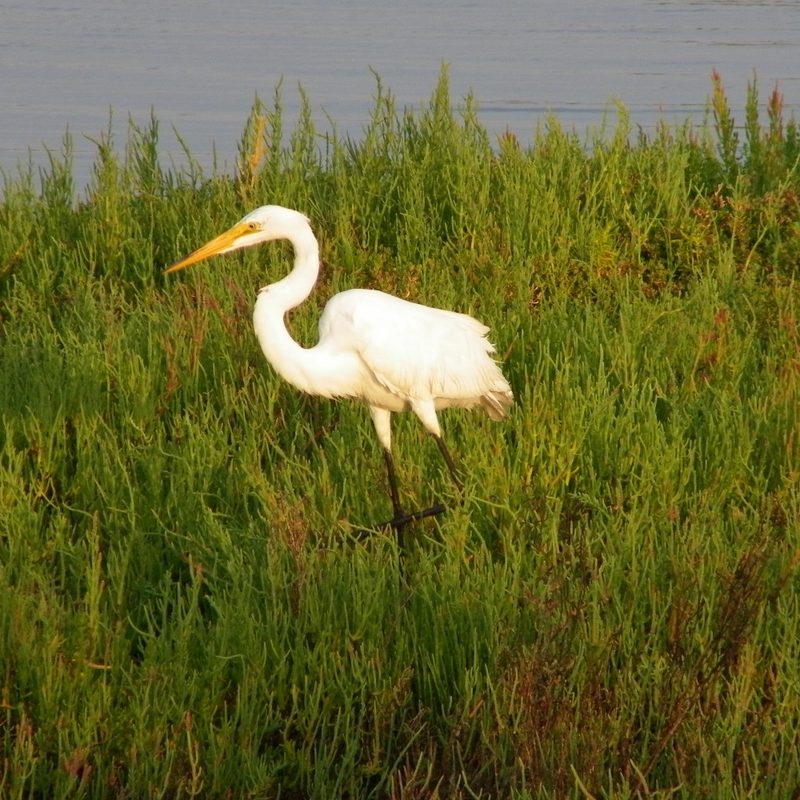 A bird at Bolsa Chica Ecological Reserve in Huntington Beach, California.